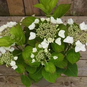 White Lace Cap Hydrangea Flowers