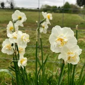 White Lion Daffodil Flowers in Spring