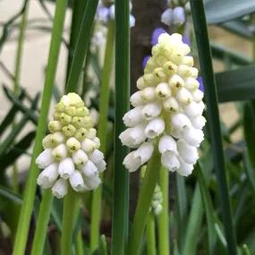 White Magic Grape Hyacinth Bulbs (​Muscari aucheri)