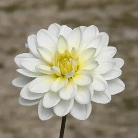 White Onesta Dahlias