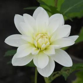 White Onesta Dahlias