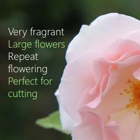 Whiter Shade of pale hybrid tea Rose perfect for cutting