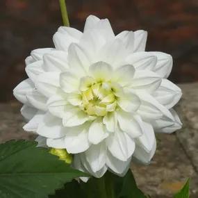 White Swan Dahlias