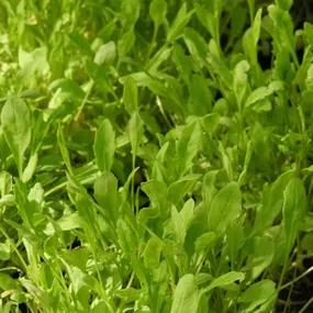 Wild Rocket, Arugula, Rucola Plants (Diplotaxis tenuifolia)