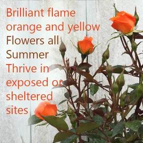 Brilliant orange and yellow rose - Wildfire