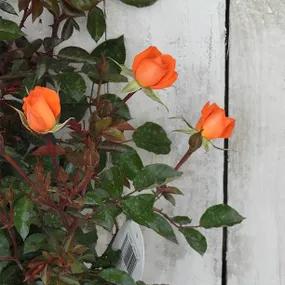Wildfire Roses