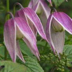 Willy Alpine Clematis Plants (Clematis alpina Willy)