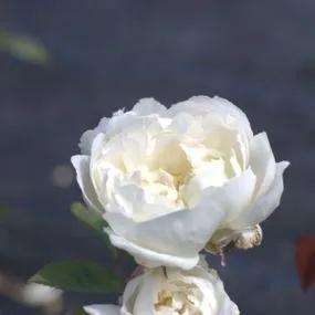 Winchester Cathedral┬« Rose Plants