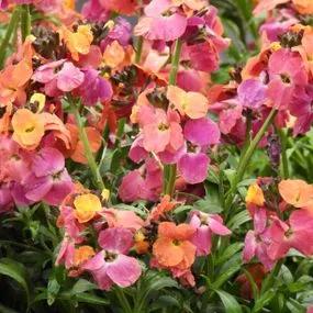 Winter Orchid Wallflower Plants