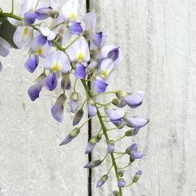 Wisteria floribunda domino Japanese Flowers