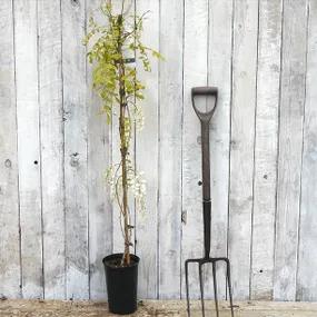 Wisteria sinensis Alba 3 litre potted plant