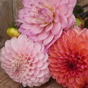 Wizard of Oz Dahlia Bouquet with Karma Prospero & Daisy Duke Dahlia