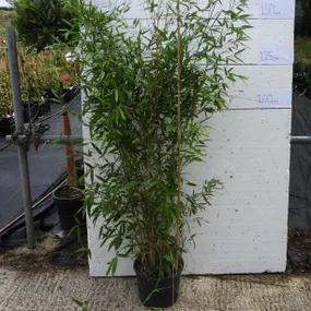 Yellow Groove Bamboo (Phyllostachys aureosulcata f. aureocaulis)
