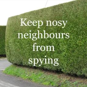 Keep nost neighbours from spying - Yew Hedging