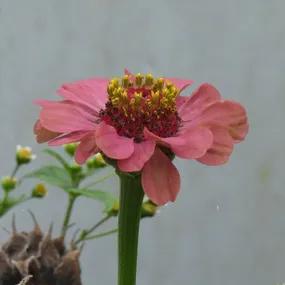 Queen Lime Red Zinnia Plant