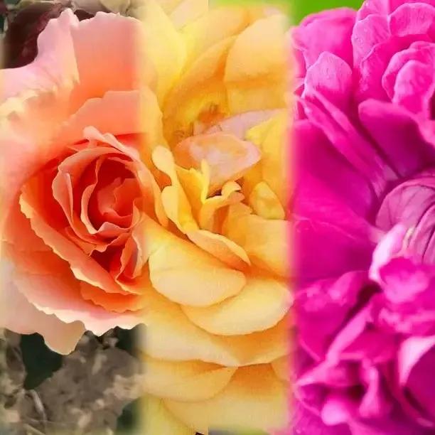 Award Winning Rose Collection for Sale Ashridge