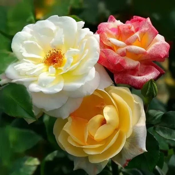 3 RHS Award Winning Scented Roses