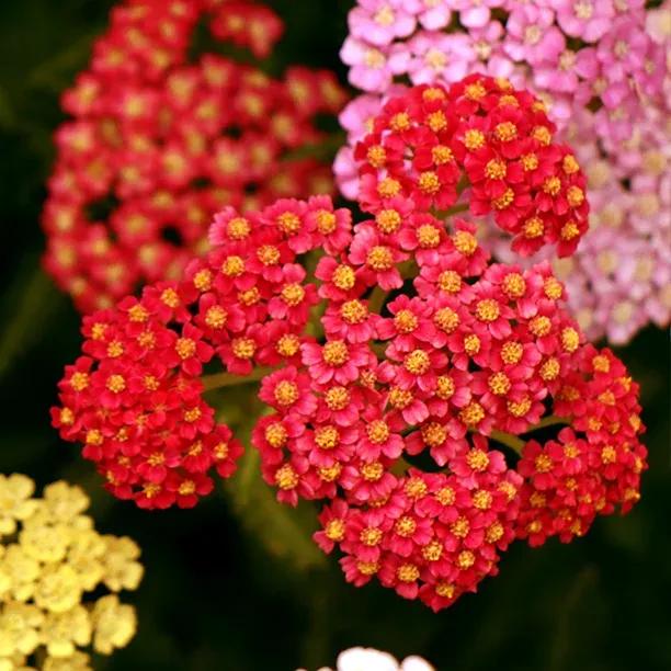 Walther Funcke Achillea