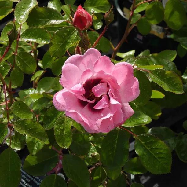 Angel Eyes Rose Bushes for Sale, UK Grown Plants | Ashridge