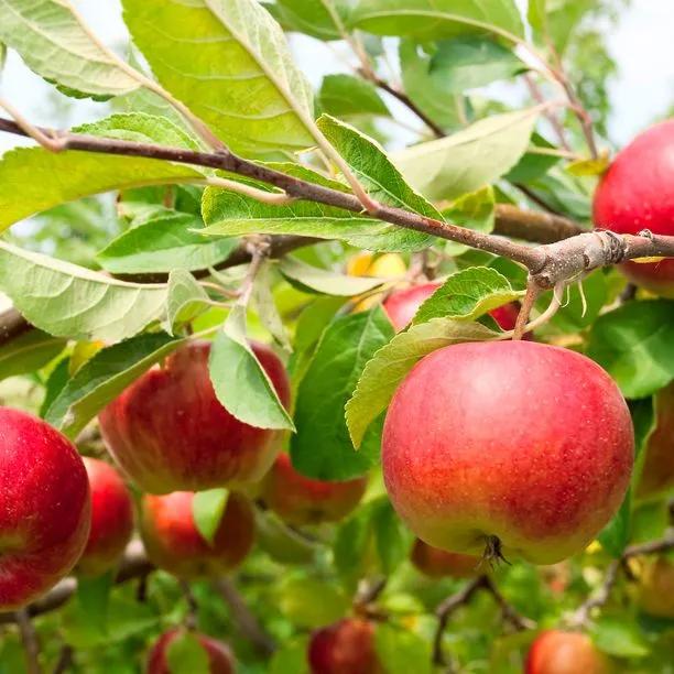 Laxtons Superb Apple Trees for Sale | Ashridge