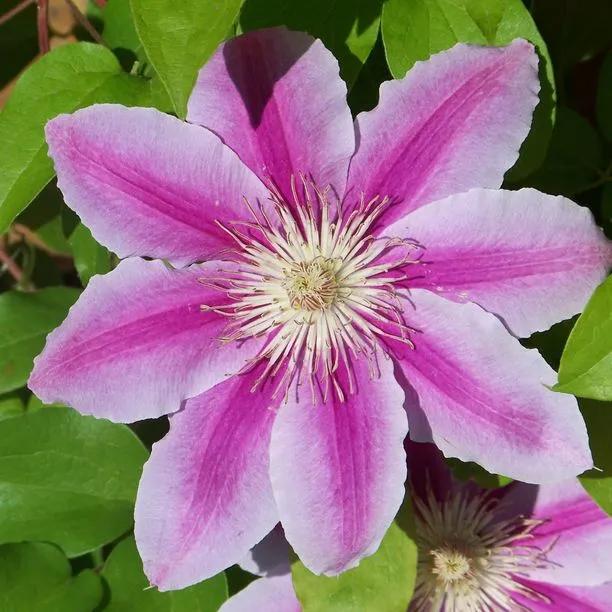 Barbara Jackman Clematis Plants for Sale, UK Grown | Ashridge