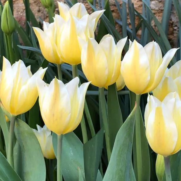 Budlight' Premium Dutch Tulip Bulbs for Sale | Ashridge