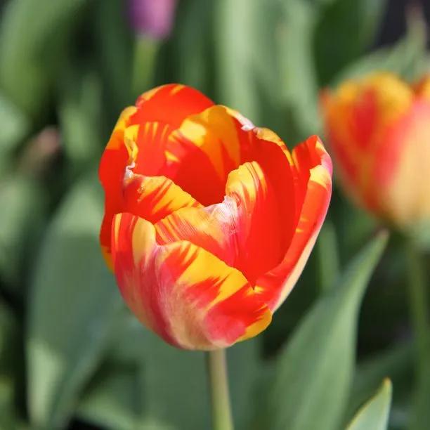 Burning Heart' Dutch Tulip Bulbs for Sale | Ashridge