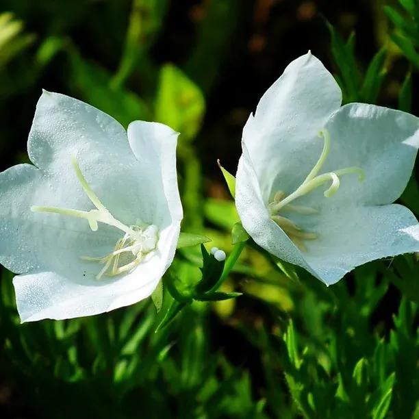 Campanula persicifolia 'Alba'