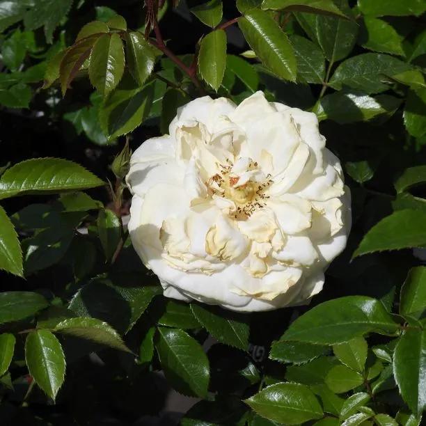 Champagne Moment Floribunda Rose Bushes for Sale, UK Grown Plants ...