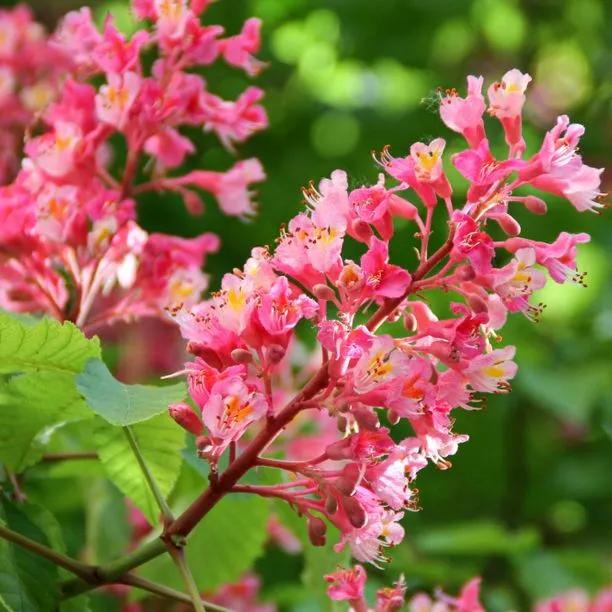 Briottii Red Horse Chestnut Trees for Sale: Big Sizes | Ashridge