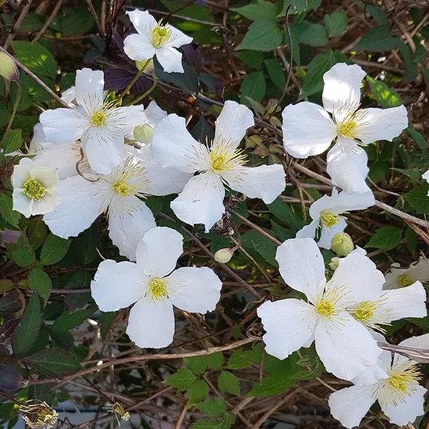 Grandiflora Clematis (Clematis montana var. grandiflora)