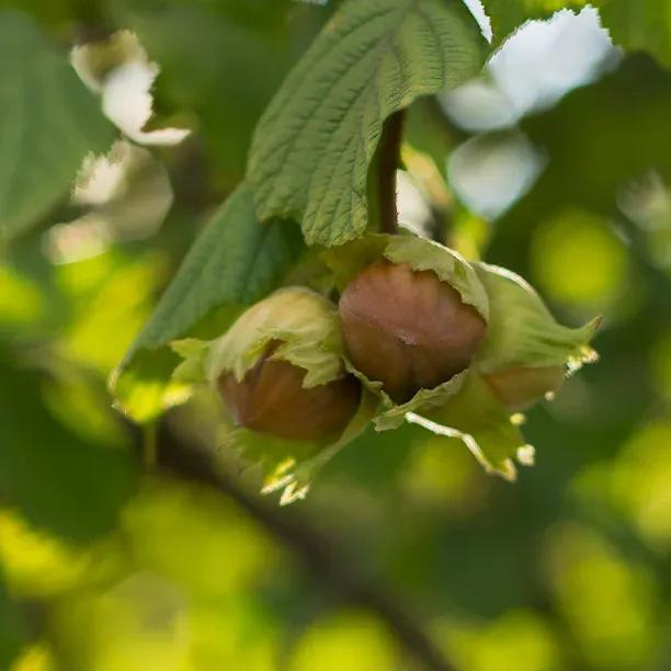 Cosford Hazel Plants