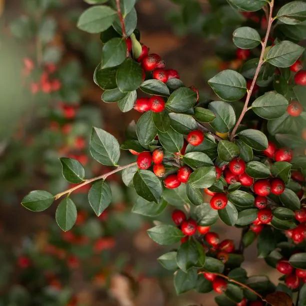 Cotoneaster simonsii Hedge Plants for Sale | Ashridge