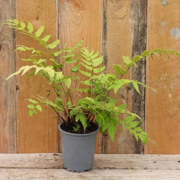 Fortune's Holly-Fern Plants