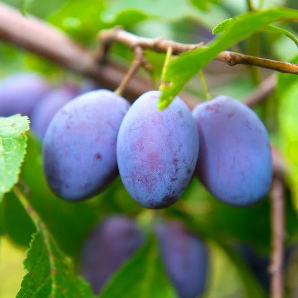 Merryweather Damson Trees for Sale | Ashridge