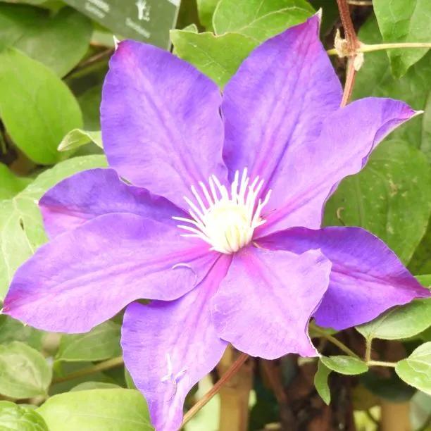 The Duchess of Cornwall Clematis Plants for Sale, UK Grown | Ashridge