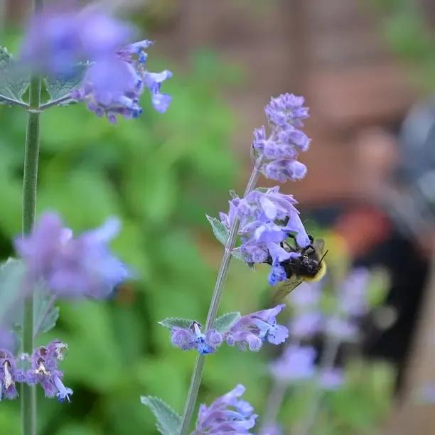 Dwarf Catmint Plants (Nepeta mussinii)