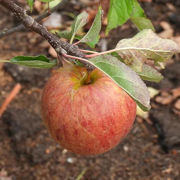 Ellisons Orange Apple