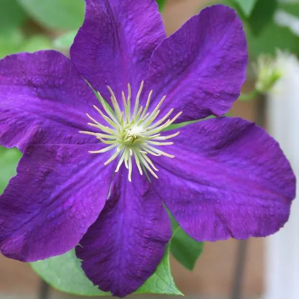 Etoile Violette Clematis Plants For Sale, Uk Grown 