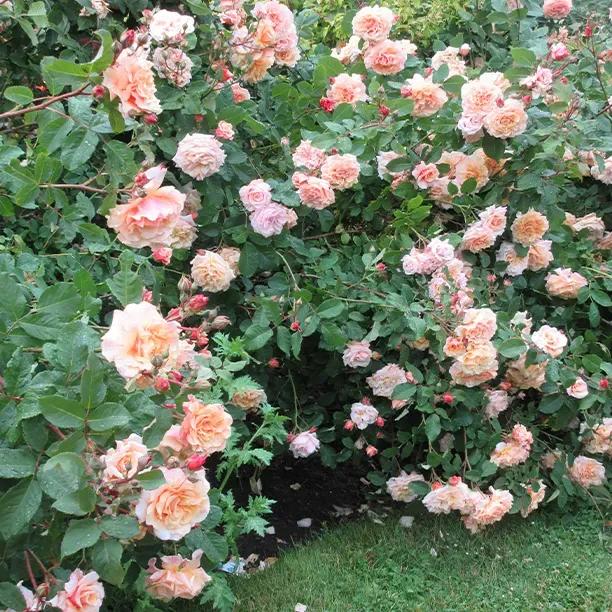 Evelyn May Mature Shrub Rose