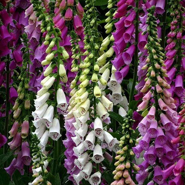 Excelsior Foxgloves