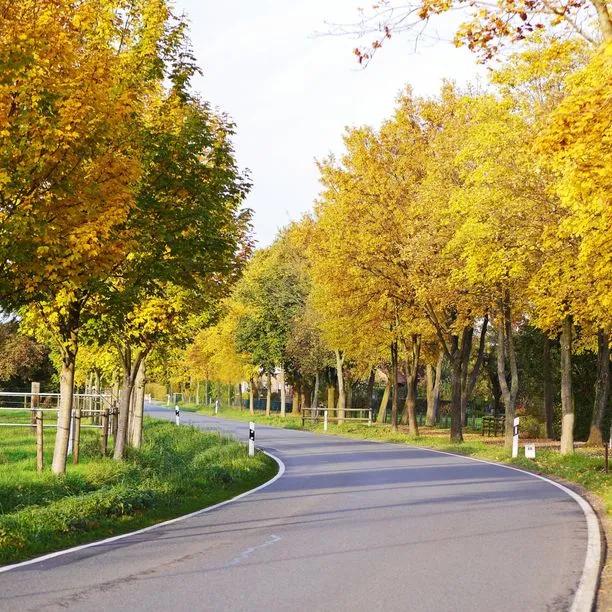 Acer Elsrijk