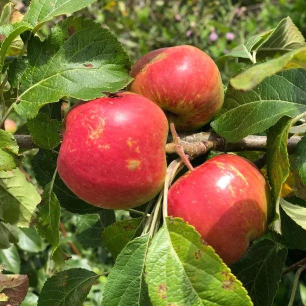 Fortune Apple Trees for Sale | Ashridge