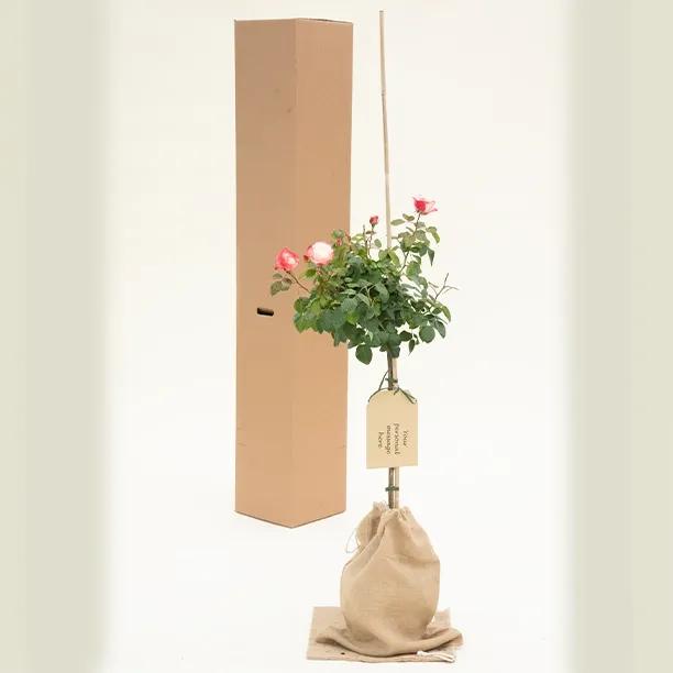 Gift Wrapped 'Nostalgia' Rose Bushes for Sale, UK Grown | Ashridge