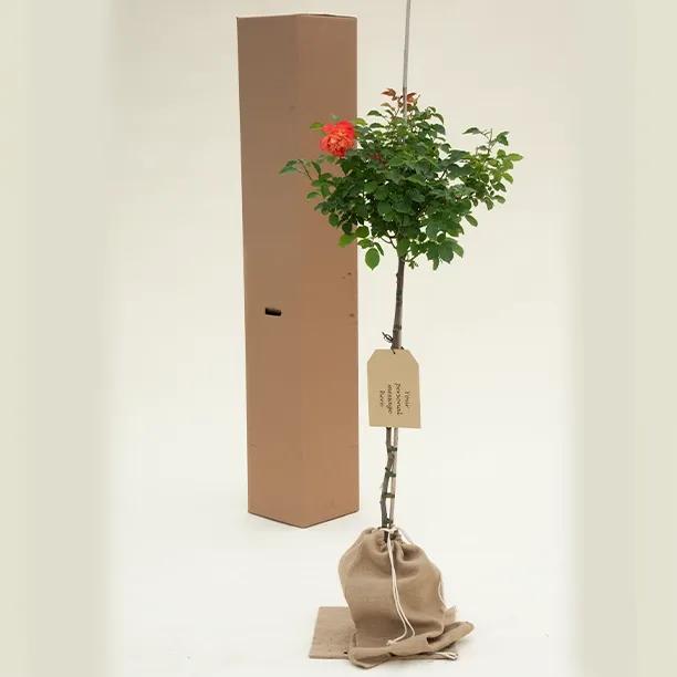 Gift Wrapped 'Super Trouper' Rose Bushes