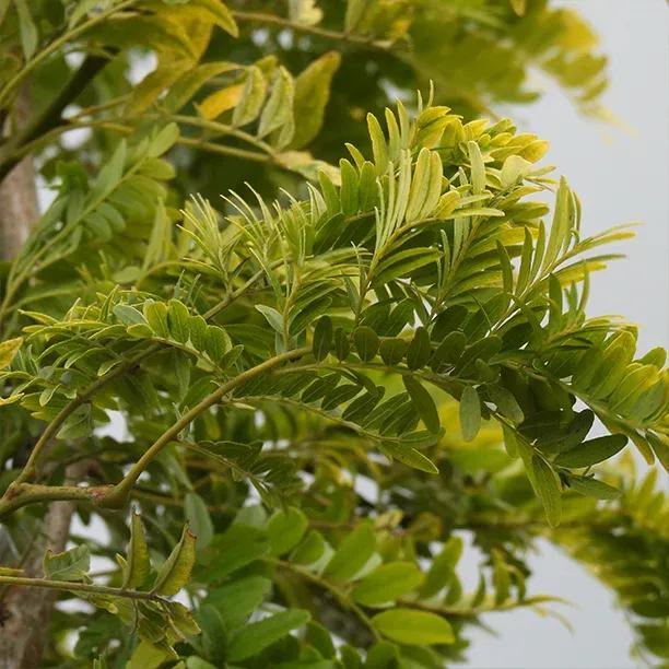 Sunburst Honey Locust 