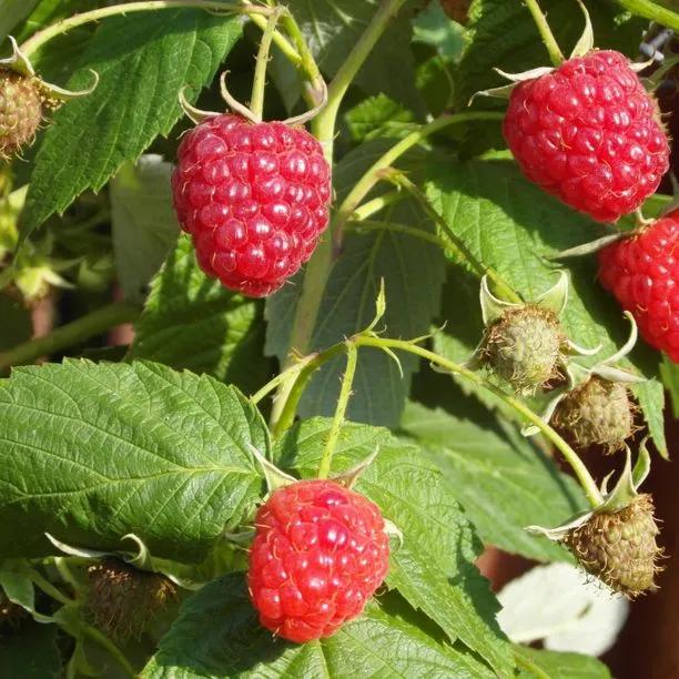 Glen Prosen Raspberry Bushes for Sale, UK Grown Plants | Ashridge