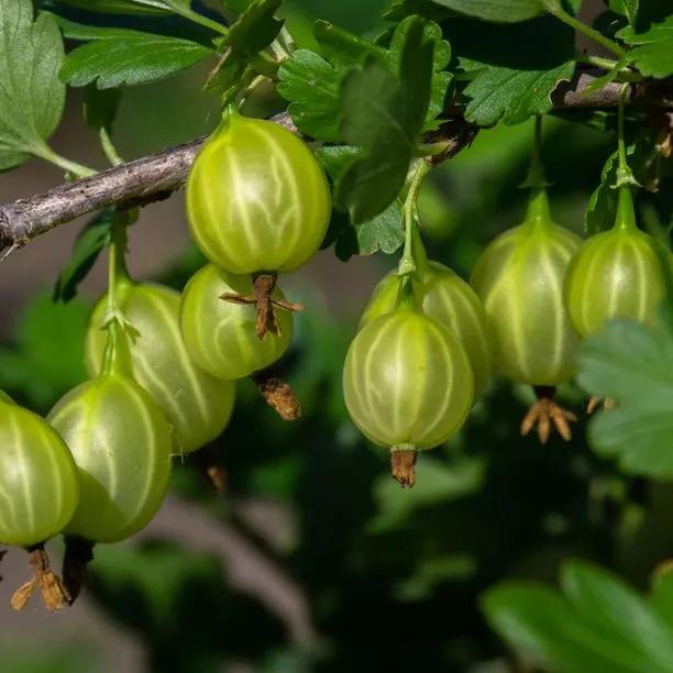 Hinnonmaki Green Gooseberry Bushes for Sale, UK Grown Plants | Ashridge