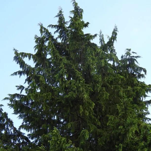 Grand Fir Sapling Trees for Sale, Abies grandis Plants | Ashridge