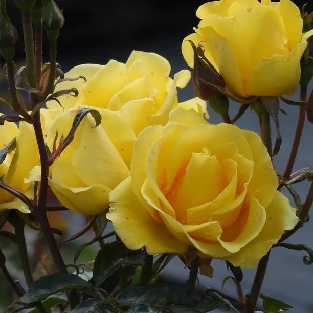 Grandma's Rose Bushes for Sale, UK Grown Plants